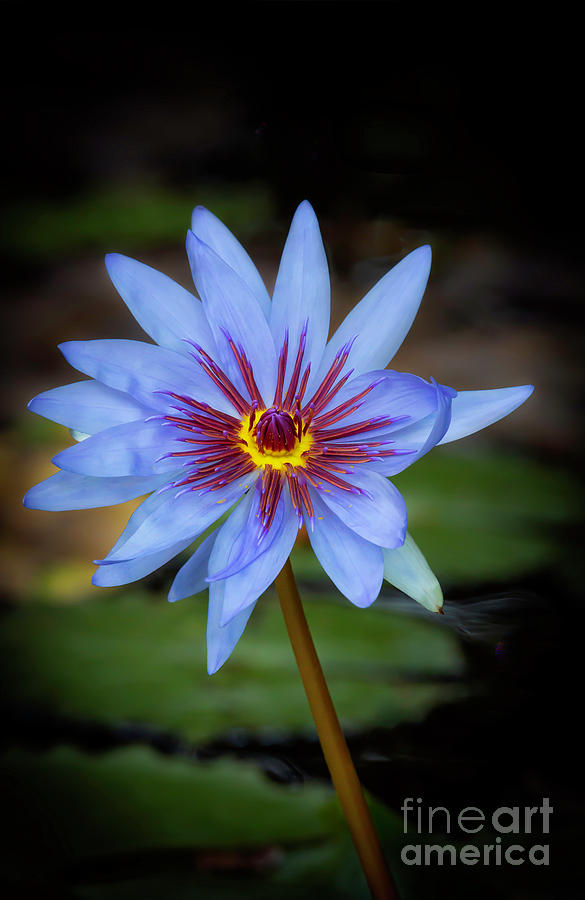Cool Water Lily Photograph by Sabrina L Ryan