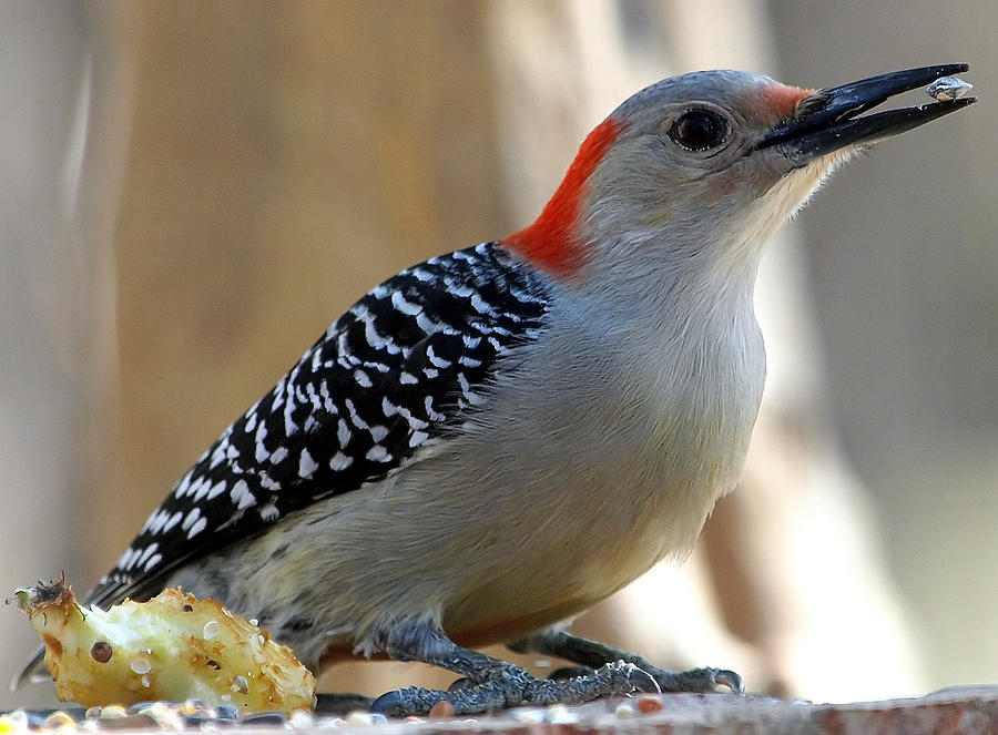 woodpecker sunflower seeds