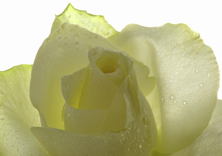 Cool Yellow Rose Photograph by Terence Davis