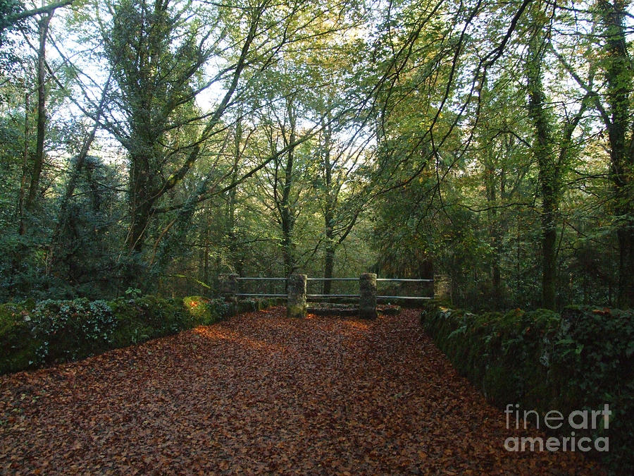 Coole Park in Autumn Photograph by John Quinn