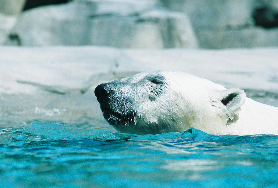 Polar Bear Photograph - Cooling Off by Steve Karol
