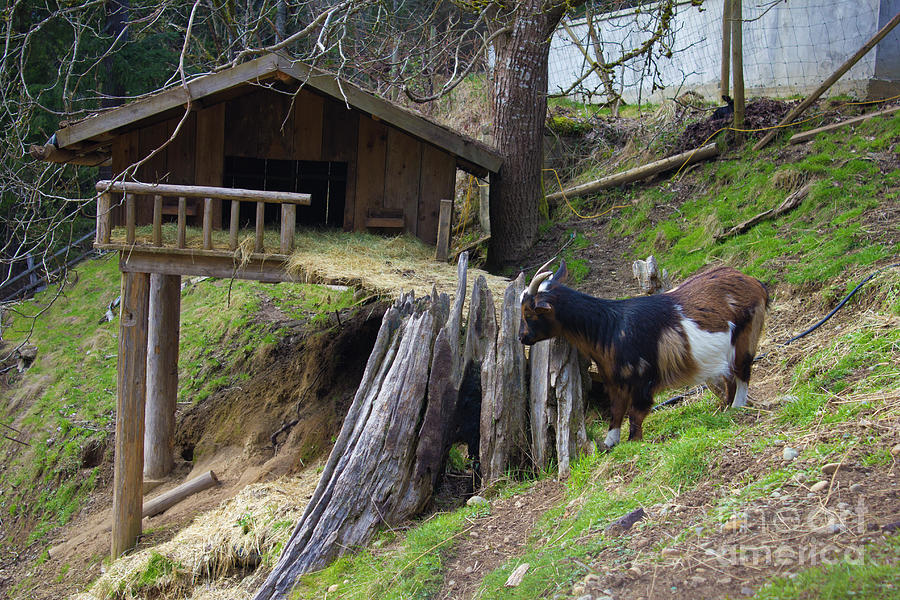 Coombs Goat House Photograph by Donna L Munro