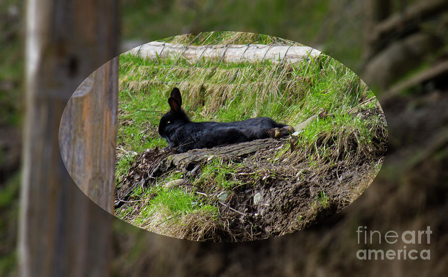 Coombs Rabbit Photograph by Donna L Munro