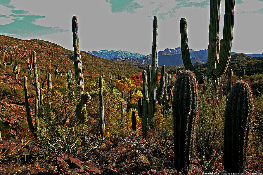 Coon Creek Arizona Digital Art by Tom Janca