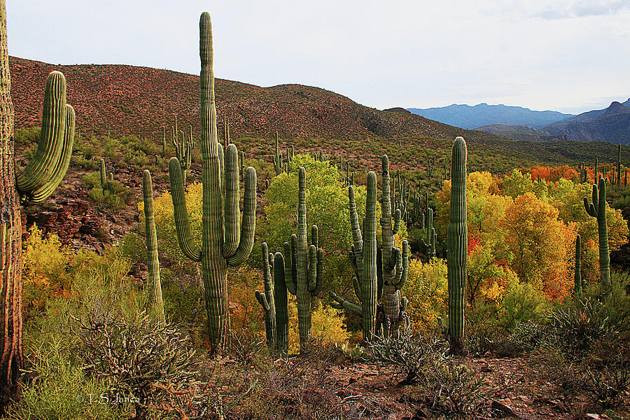 Cottonwood Digital Art - Coon Creek With Saguaros And Cottonwood, Ash, Sycamore Trees With Fall Colors by Tom Janca