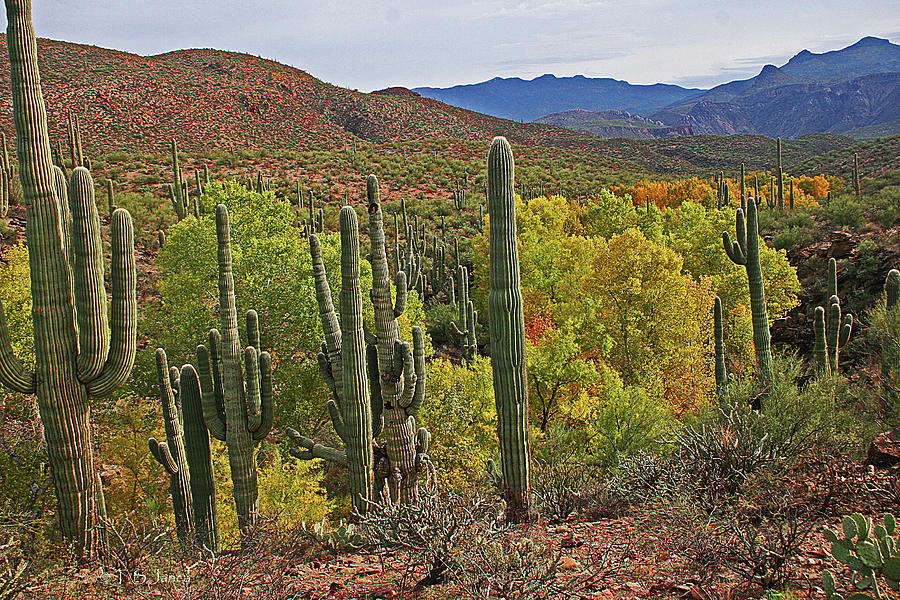 Coon Creek With Saguaros And Cottonwood Trees Digital Art by Tom Janca