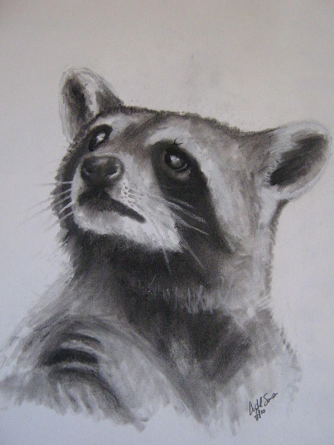 Coon Drawing by Crystal Sons Coon Drawing by Crystal Sons