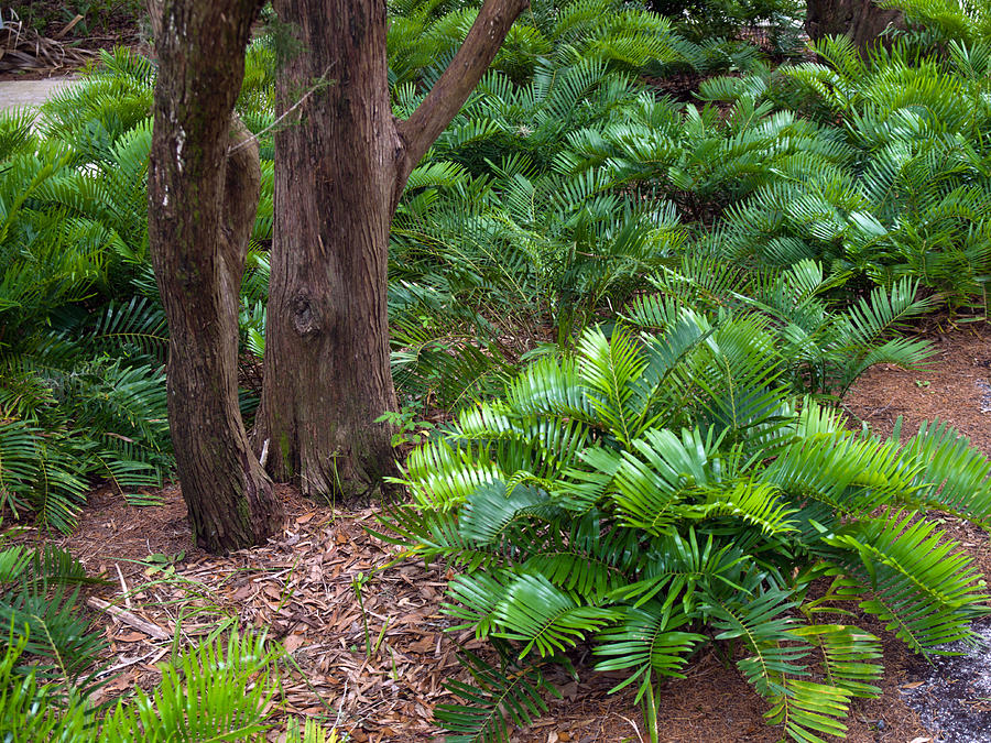 Coontie Florida Arrowroot Or Indian Breadroot Photograph by Allan Hughes