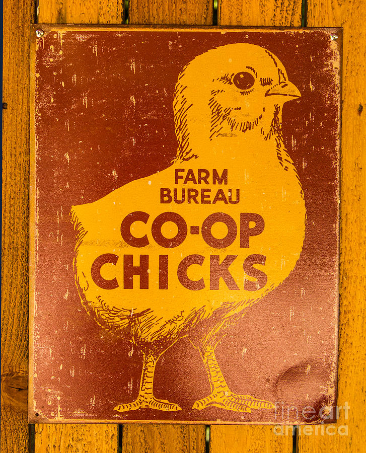 Coop Chicks Photograph by Steven Parker