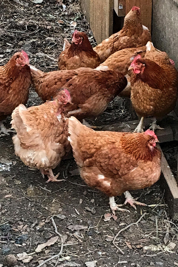 Cooped Chickens by Lois Johnson Cooped Chickens by Lois Johnson