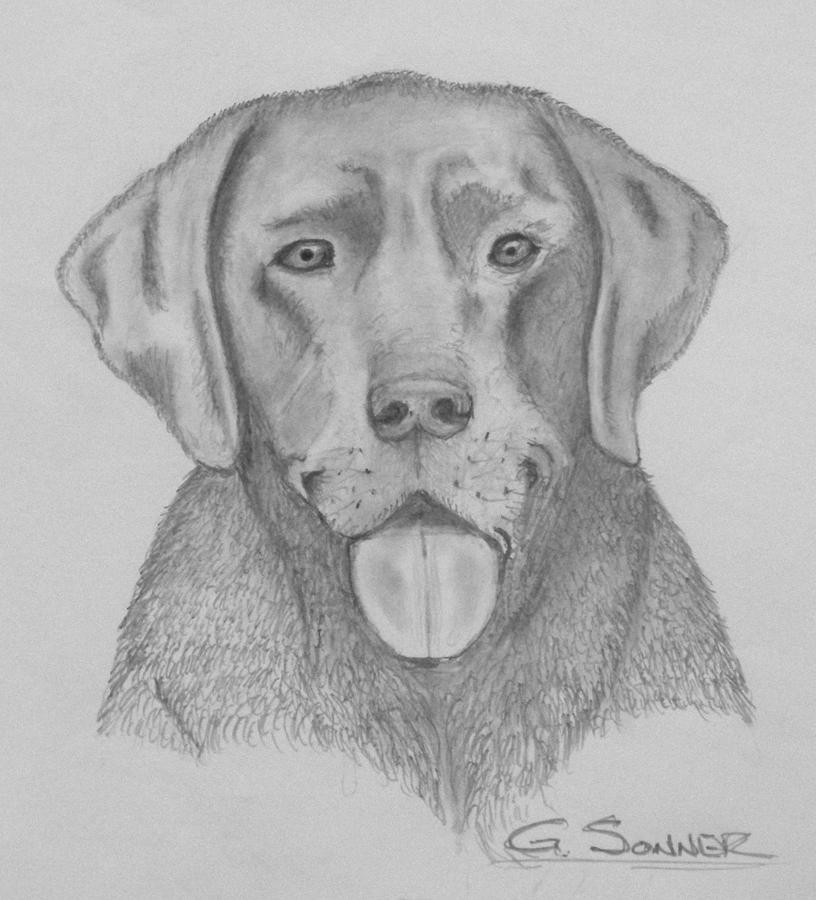 Cooper Drawing by George Sonner