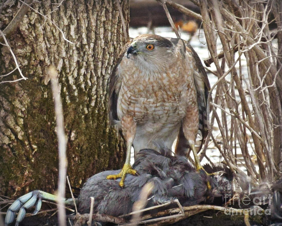 Cooper Hawk Photograph by Kathy M Krause