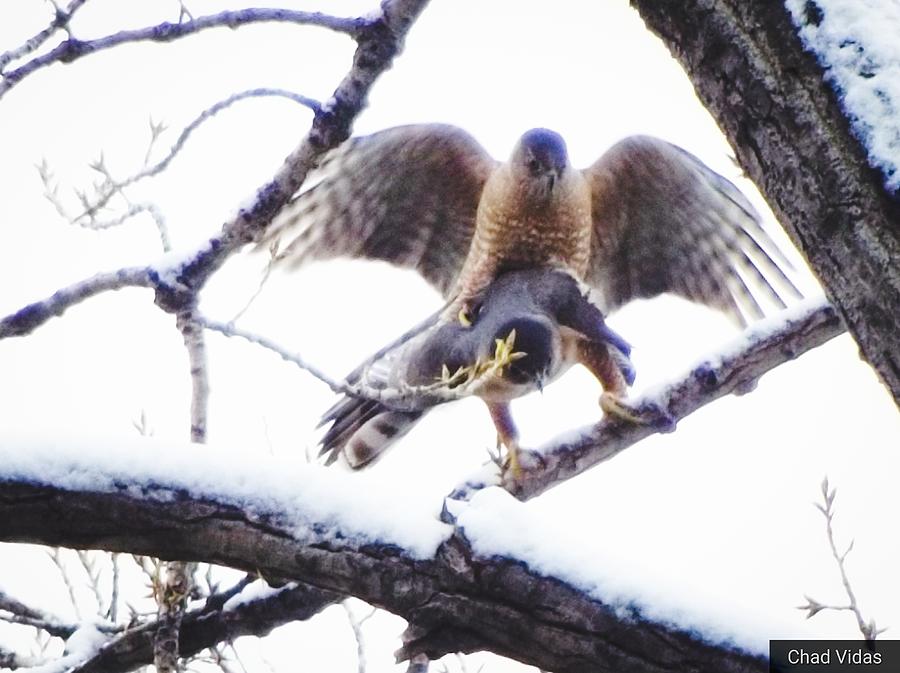 Cooper Hawks Mating Photograph