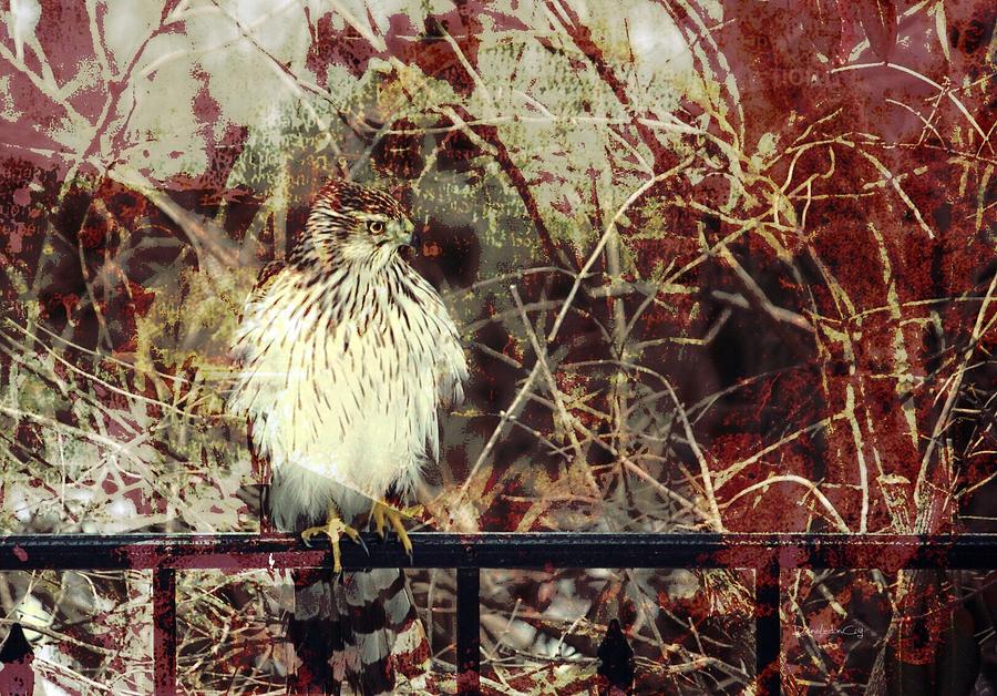 Cooper Town Hawk Photograph by Diane Lindon Coy