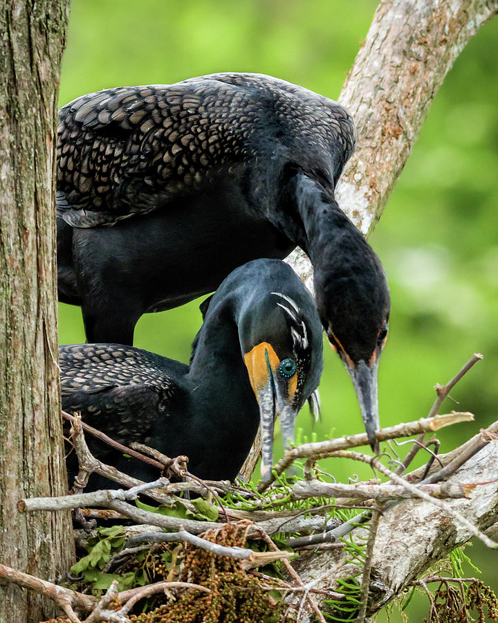 Cooperative Nest Building Photograph by Dawn Currie