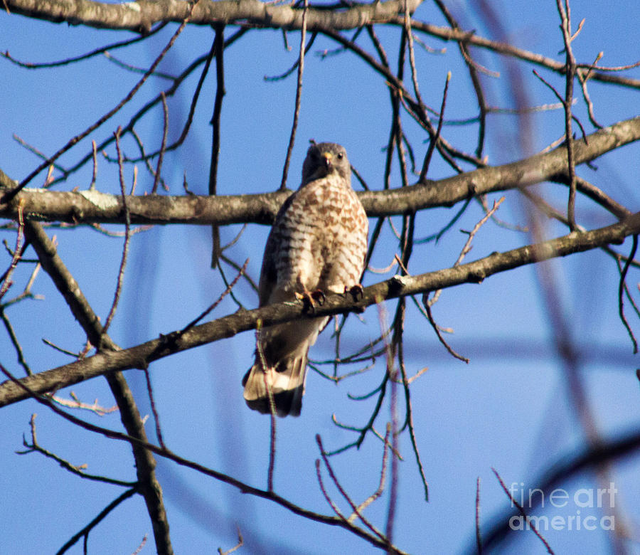 Cooper's Hawk 1 Photograph by Howard Tenke | Fine Art America