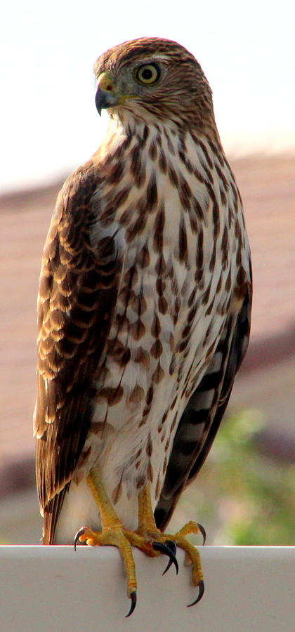 Coopers Hawk 1 Photograph Photograph by Kimberly Walker