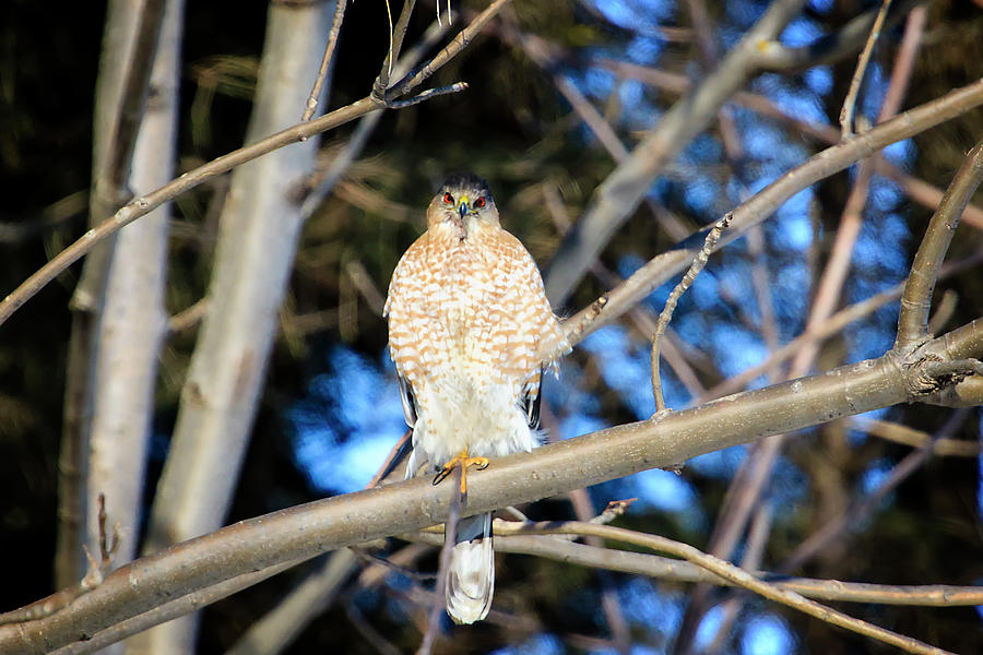 Coopers Hawk 2 Photograph by Gary Hall