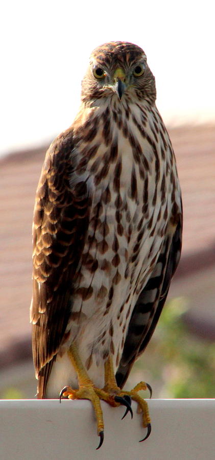 Coopers Hawk 2 Photograph Photograph by Kimberly Walker