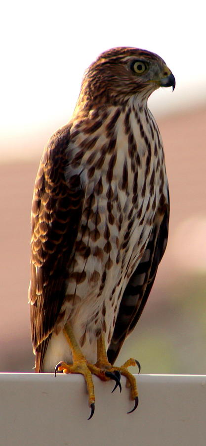 Coopers Hawk 3 Photograph Photograph by Kimberly Walker
