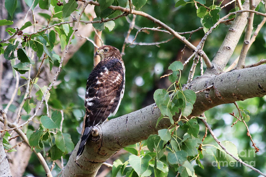 Coopers Hawk Photograph by Alyce Taylor