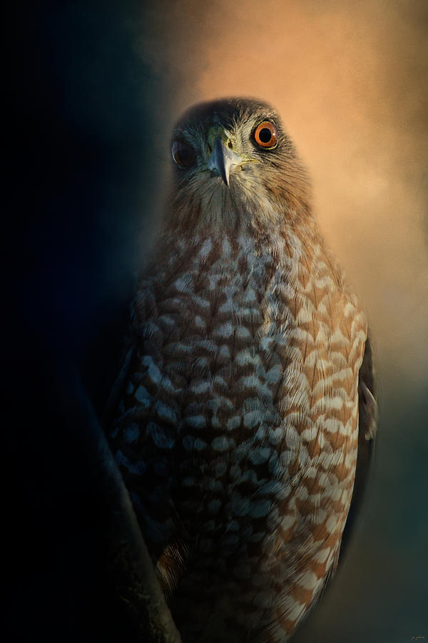 Abstract Photograph - Coopers Hawk At Sunset by Jai Johnson