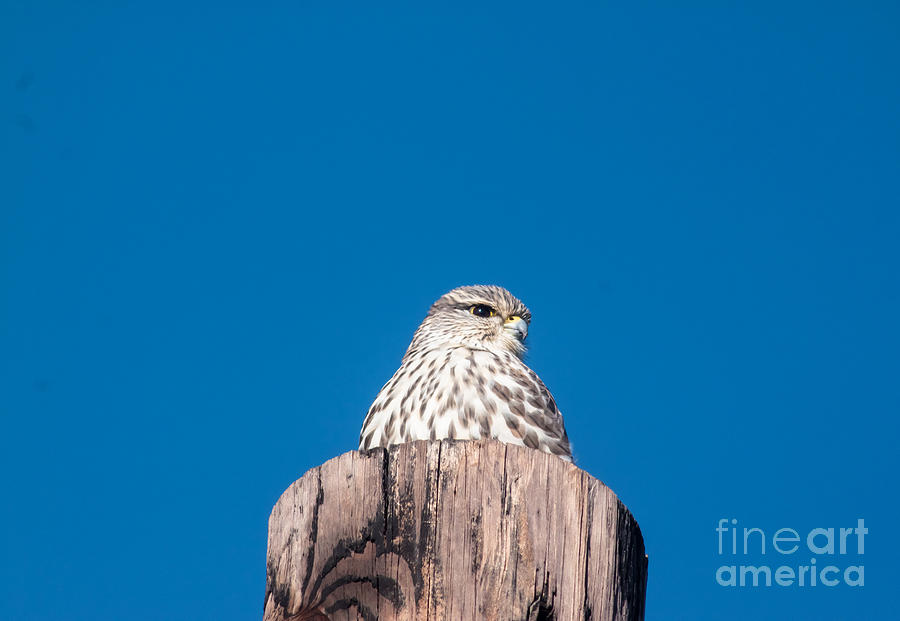 Coopers Hawk Atop Pole Photograph by Robert Frederick