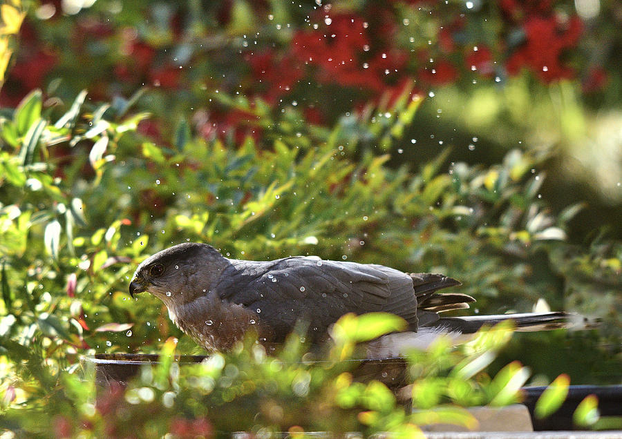 Coopers Hawk Bathing I Photograph by Linda Brody