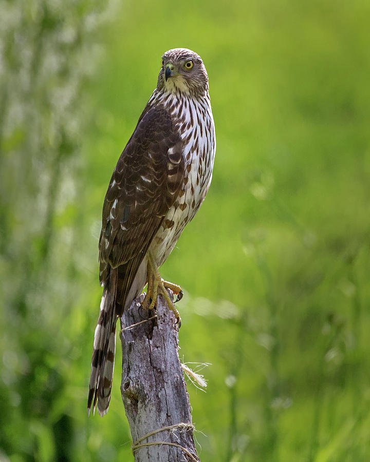Hawk Photograph - Coopers Hawk by Bill Wakeley