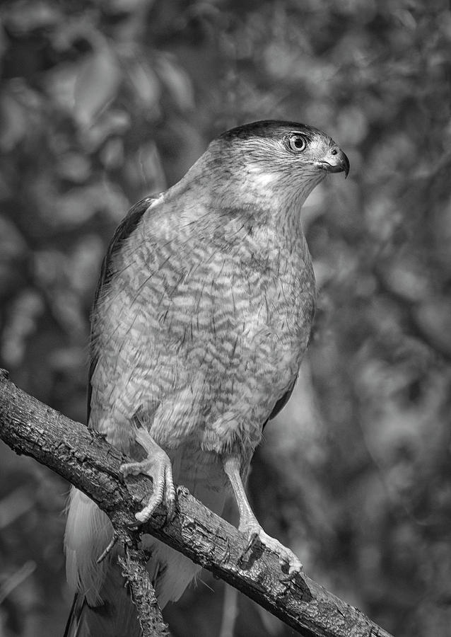 Coopers Hawk BW Photograph by Rick Mosher