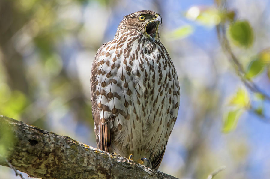 Coopers Hawk Call 2 Photograph by Marc Crumpler