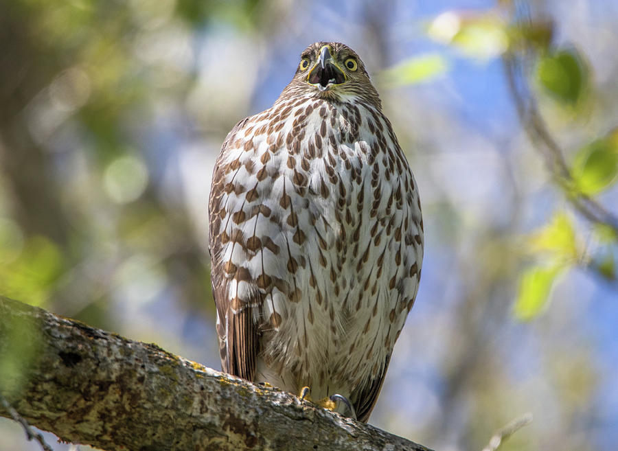 Coopers Hawk Call Photograph by Marc Crumpler