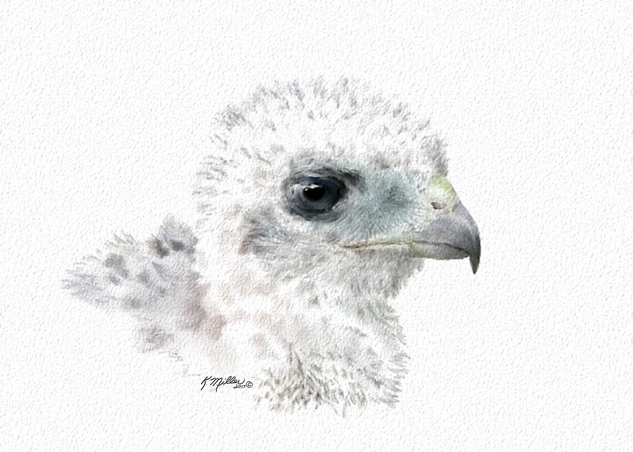 Coopers Hawk Chick Digital Art by Kathie Miller