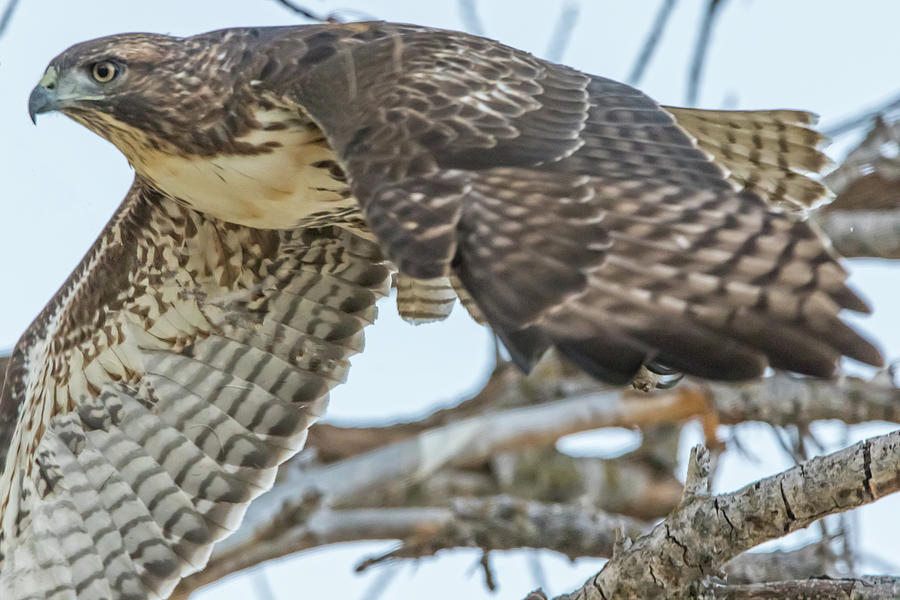 Coopers Hawk Close Up Photograph by Marc Crumpler