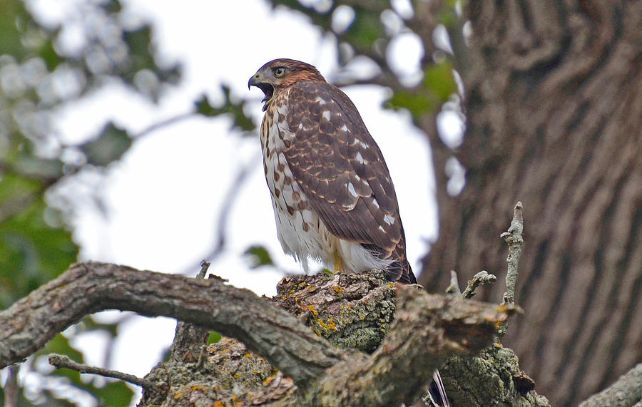 Cooper's Hawk Crying Out Photograph by Chris Tennis - Fine Art America