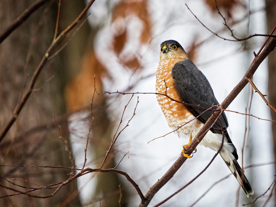 Coopers Hawk Photograph by David Kay