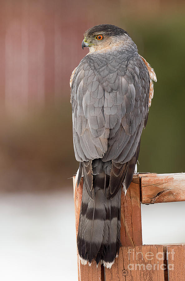 Coopers Hawk Photograph by Dennis Hammer