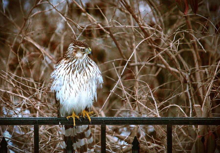 Coopers Hawk Photograph by Diane Lindon Coy