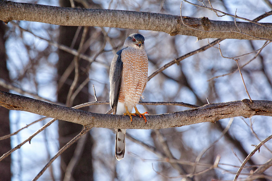 Coopers Hawk Photograph by Eunice Gibb