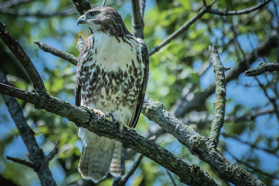 Coopers Hawk img 2 Photograph by Bruce Pritchett