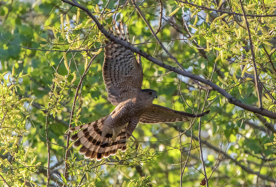 Coopers Hawk in Early Morning Light Photograph by Marc Crumpler