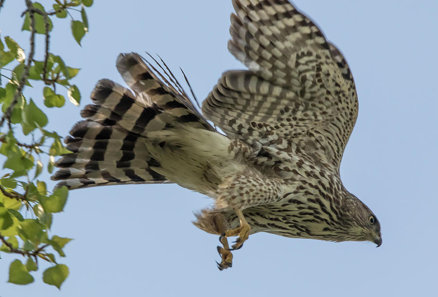 Coopers Hawk in Flight Photograph by Marc Crumpler