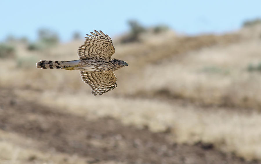 Coopers Hawk in flight Photograph by Rick Mosher
