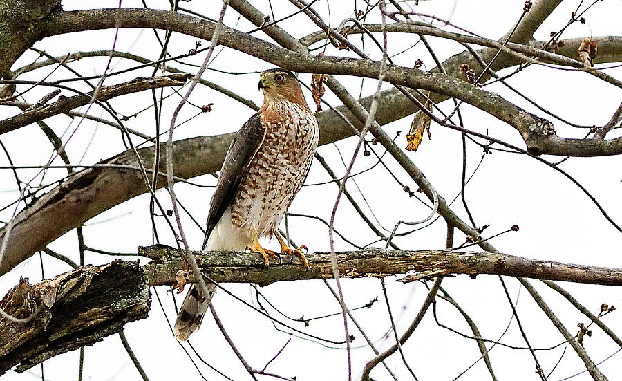 Coopers Hawk In Old American Elm Tree Photograph