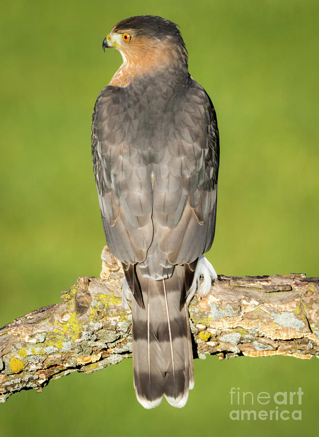Canon Photograph - Coopers Hawk in the Backyard by Ricky L Jones Canon Photograph - Coopers Hawk in the Backyard by Ricky L Jones