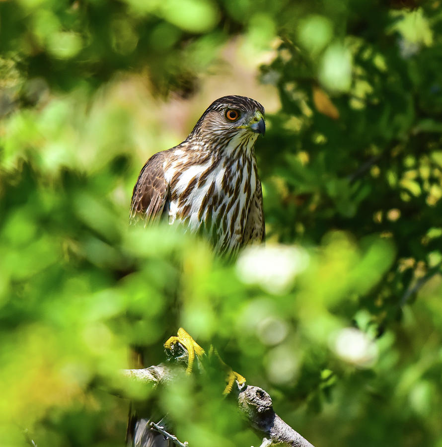 Coopers Hawk in the Bush II Photograph by Linda Brody