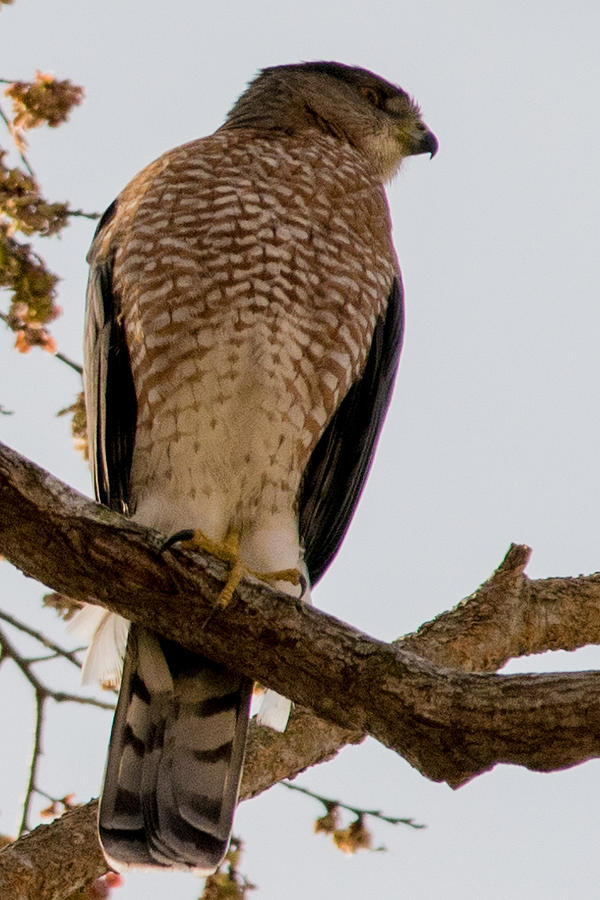 Cooper's Hawk in Tree Photograph by John Carroll - Fine Art America