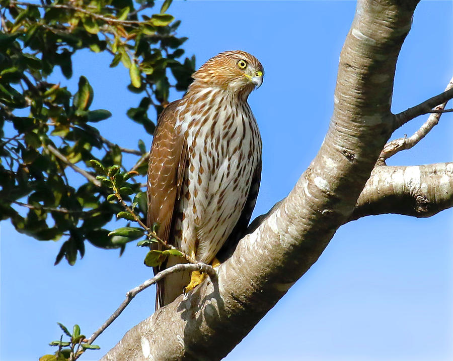 Cooper's Hawk in Tree Photograph by Maren Semler - Fine Art America