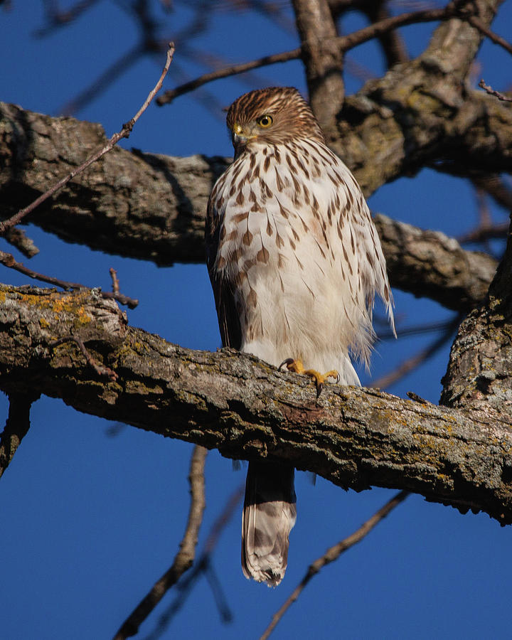 Coopers Hawk Photograph by Ira Marcus