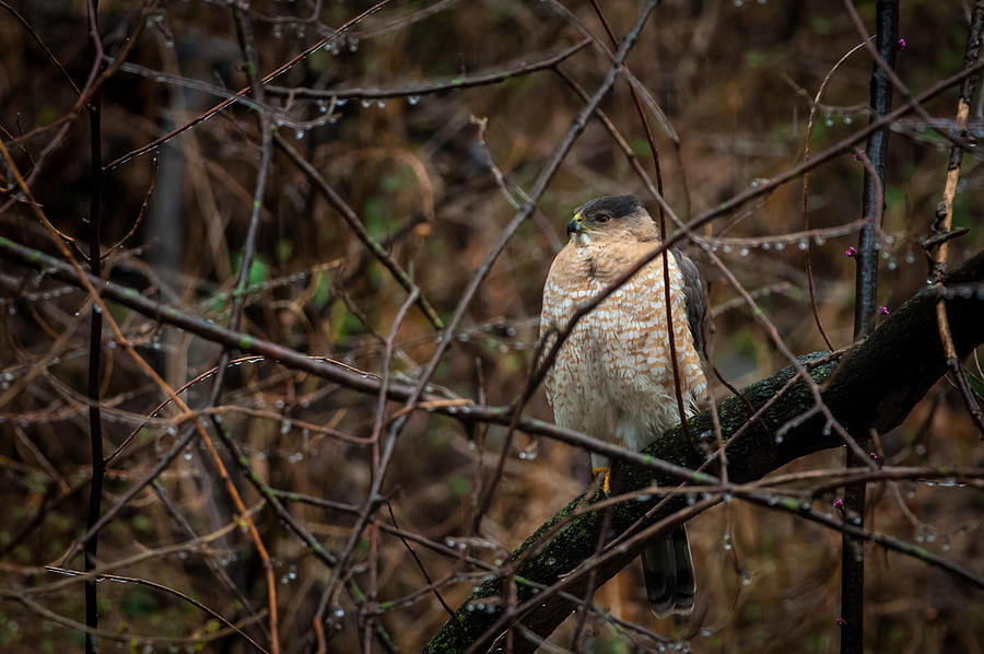 Coopers Hawk Photograph by Jeff Phillippi